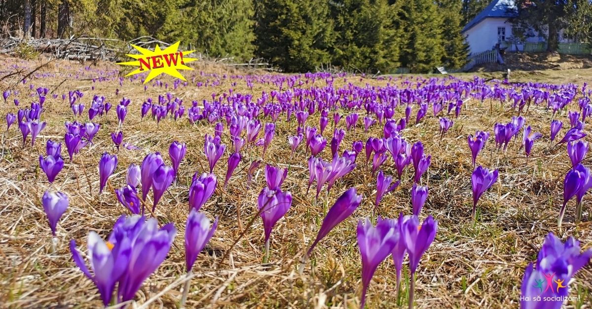 branduse la Poalele Pietrei Craiului
