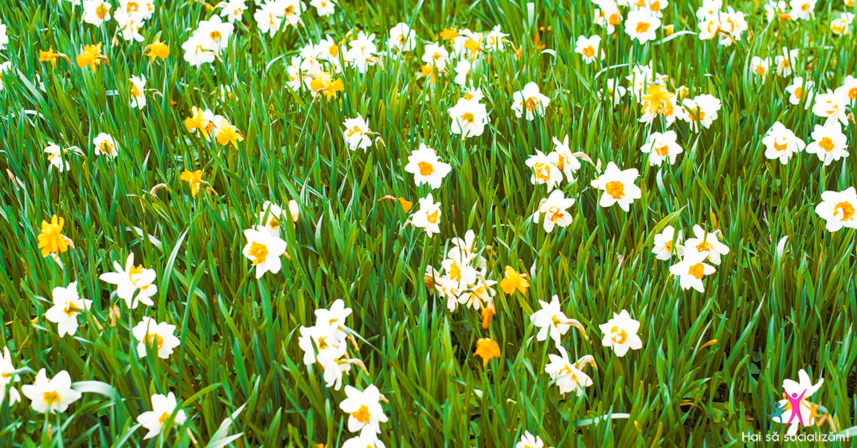 Poiana Narciselor