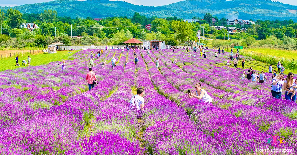 lavanda