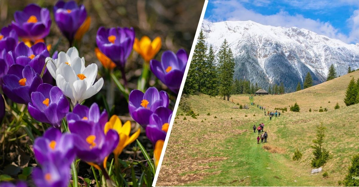 Imagine reprezentativa pentru drumetia la Piatra Craiului in cautarea branduselor de primavara, cu peisaje montane spectaculoase si simbolul florilor prieteniei.