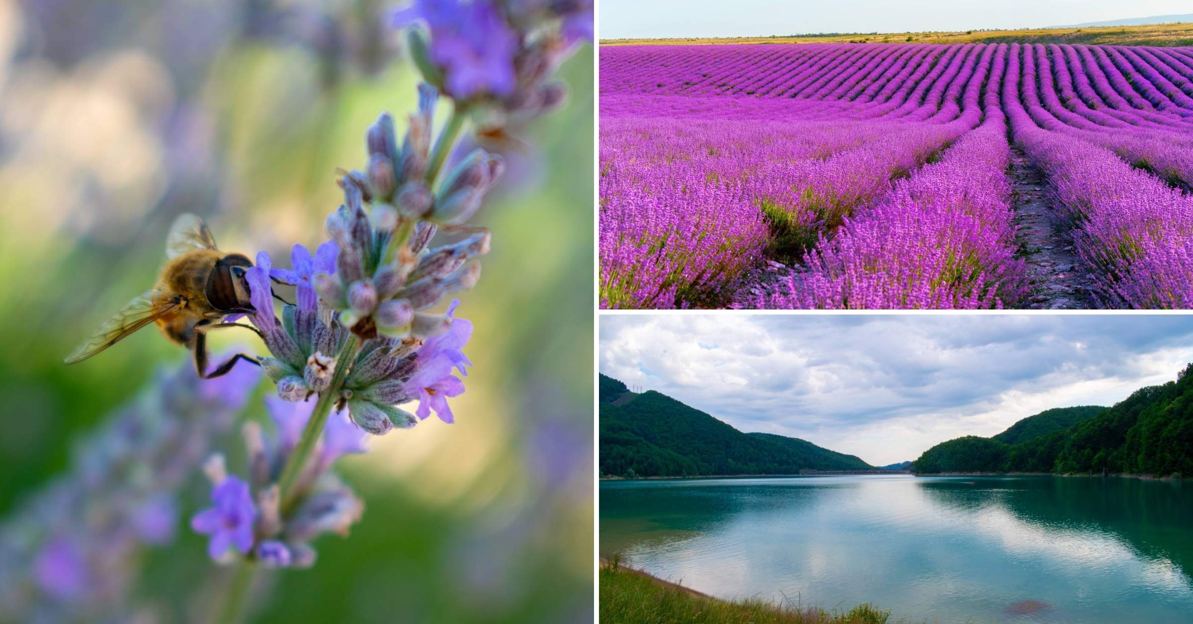 Grădină de lavandă înflorită și peisaj cu lacul Paltinu – excursie de relaxare în natură